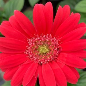 Meet your Posher, Lorna